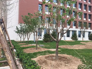 山東園林綠化施工關(guān)鍵點(diǎn)解析 平整土地與栽種土壤實(shí)踐指南